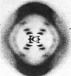 The picture taken by Rosalind Franklin.>